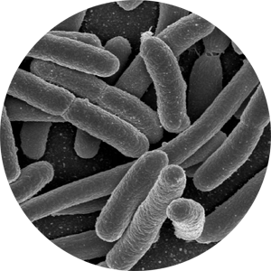 Escherichia Coli