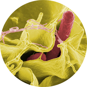 Salmonella